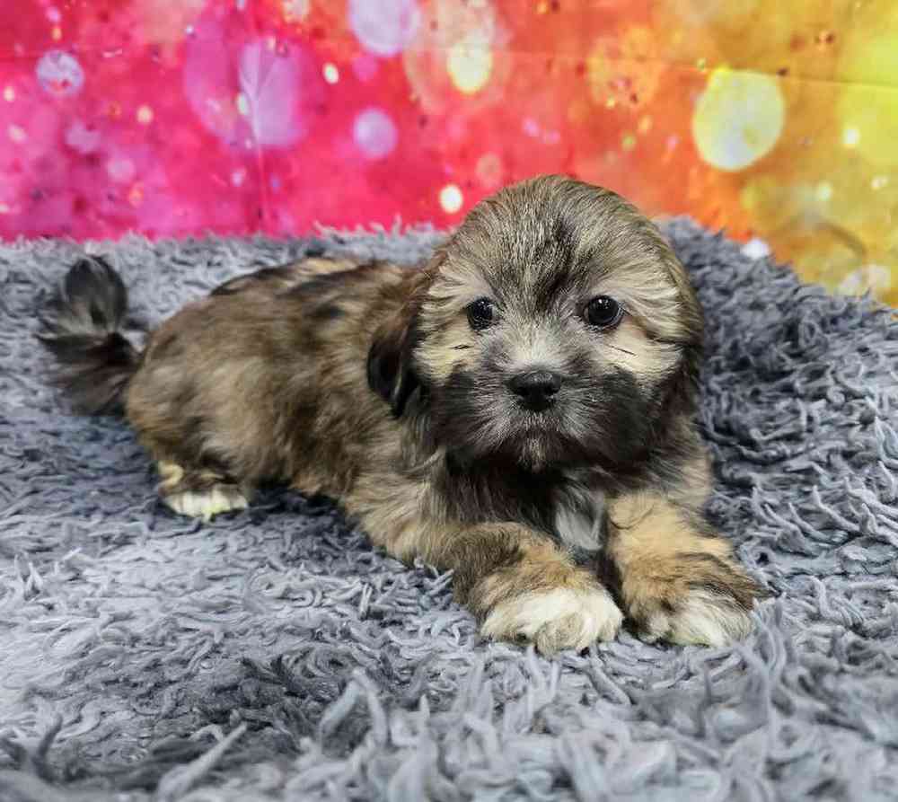 Female Lhasa Apso Puppy for Sale in Virginia Beach, VA