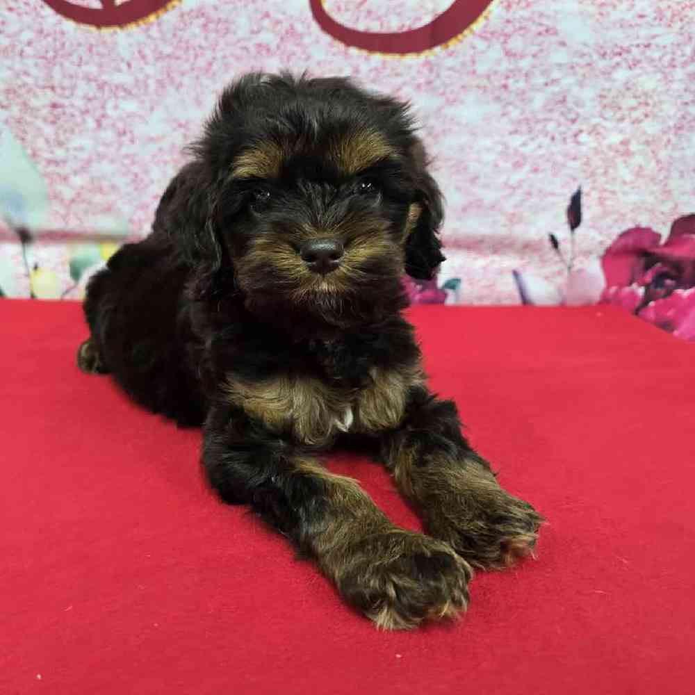 Female Cockapoo Puppy for Sale in Virginia Beach, VA