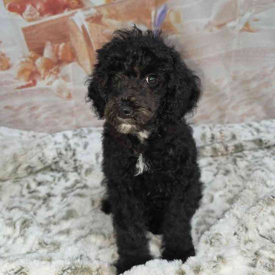 Poodle