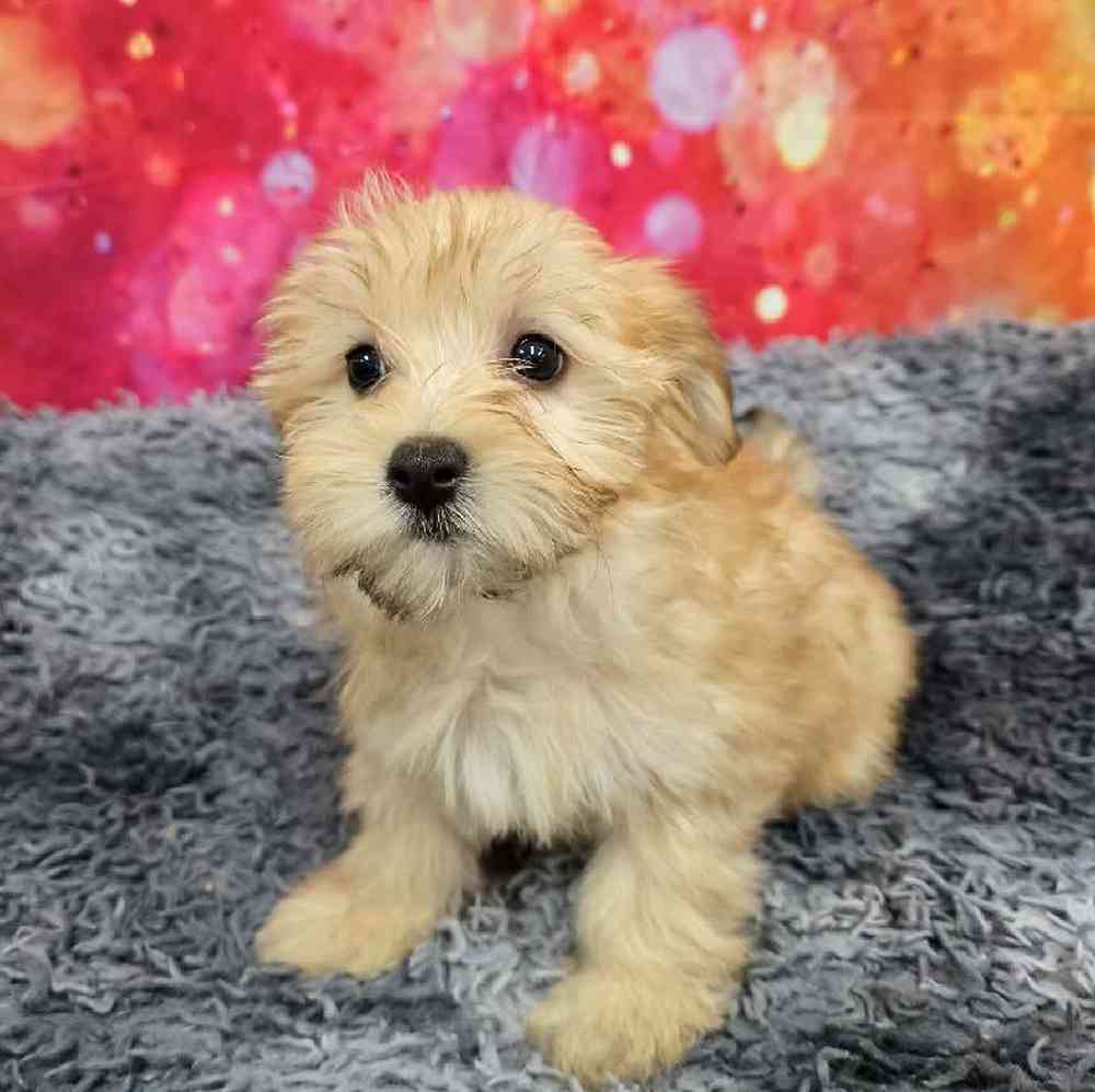 Female Morkie Puppy for Sale in Virginia Beach, VA