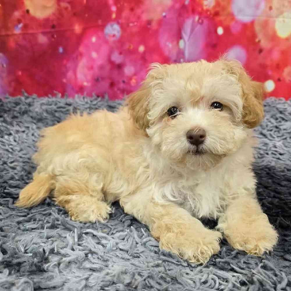 Male Havapoo Puppy for Sale in Virginia Beach, VA