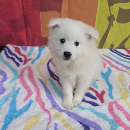 American Eskimo