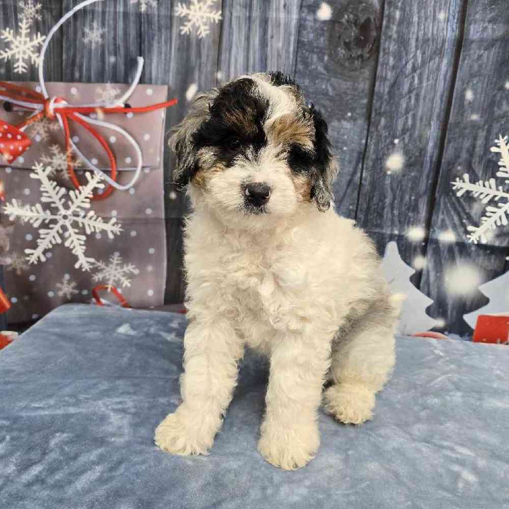 Male Mini Bernadoodle Puppy for Sale in Virginia Beach, VA