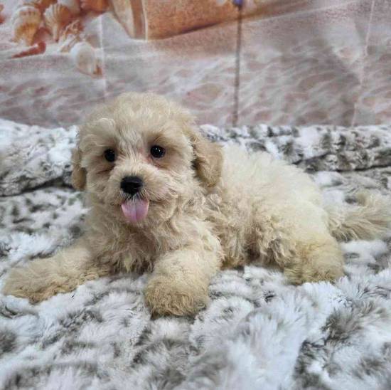 Maltipoo