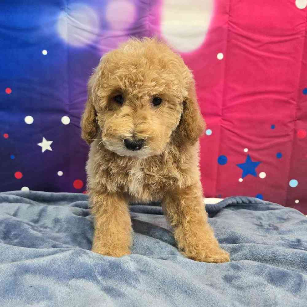 Male Mini Poodle Puppy for Sale in Virginia Beach, VA