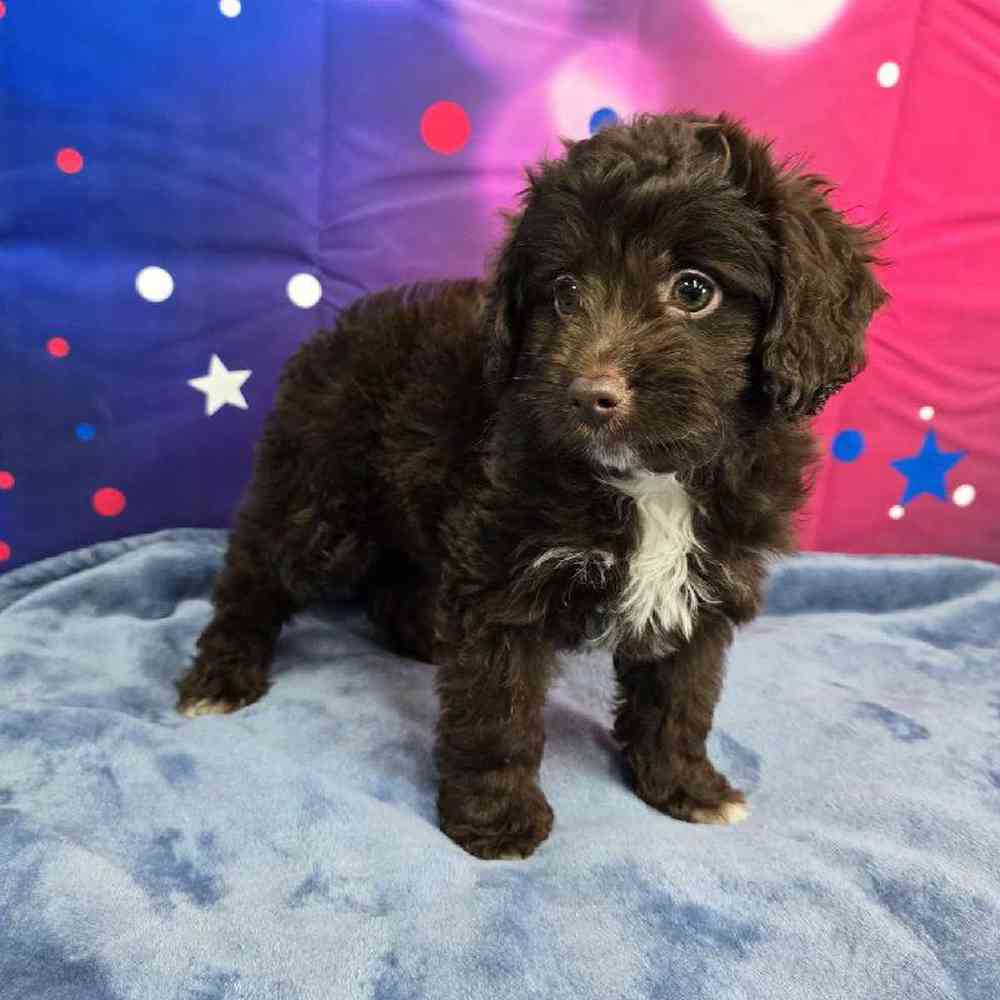 Female Mini Aussiedoodle Puppy for Sale in Virginia Beach, VA