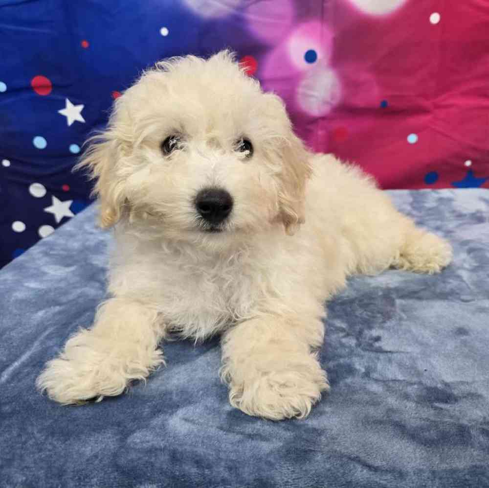 Male Bichonpoo Puppy for Sale in Virginia Beach, VA