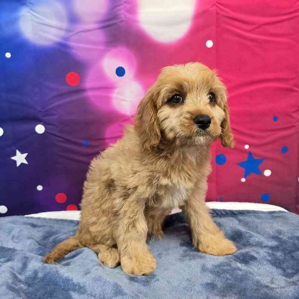 Male Cavapoo Puppy for Sale in Virginia Beach, VA