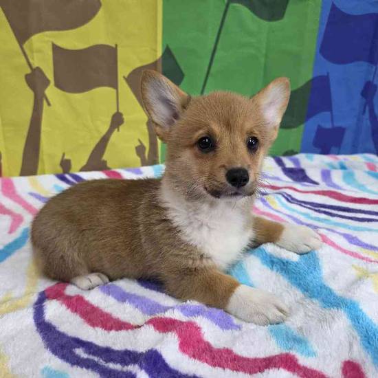 Pembroke Welsh Corgi