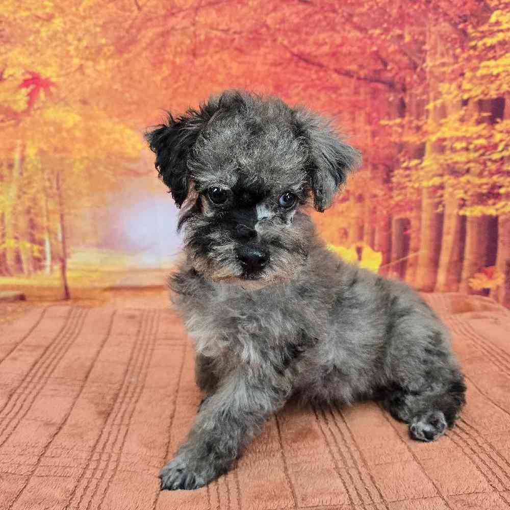 Male Mini Poodle Puppy for Sale in Virginia Beach, VA