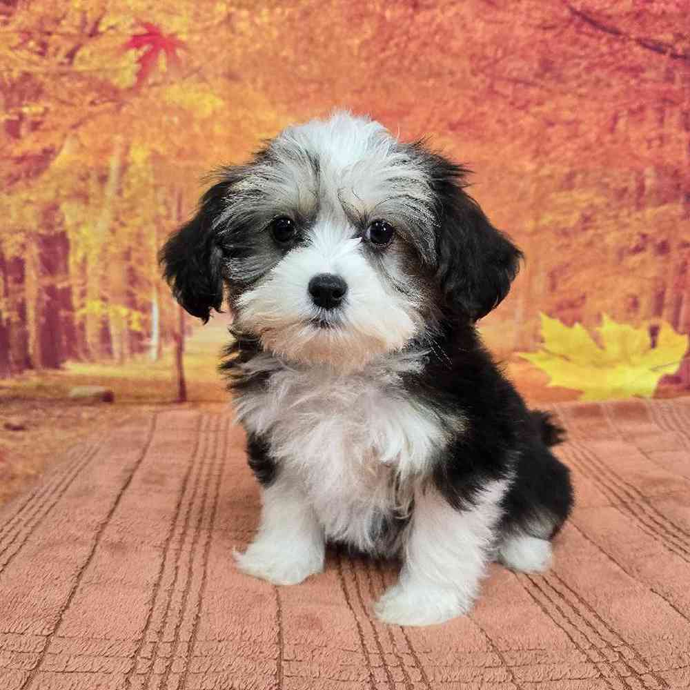 Male Chinese Crested Puppy for Sale in Virginia Beach, VA