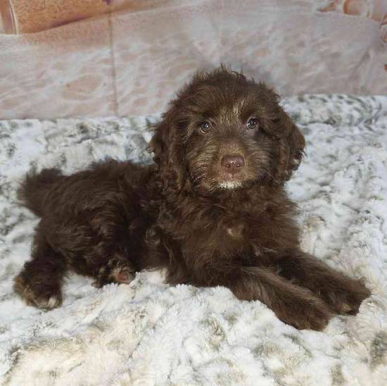 Cavapoo