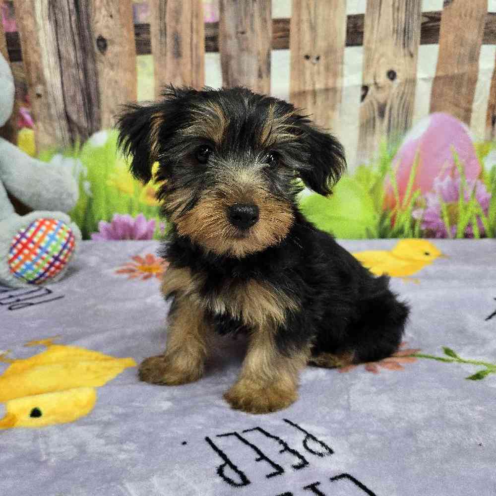 Male Yorkie Puppy for Sale in Virginia Beach, VA
