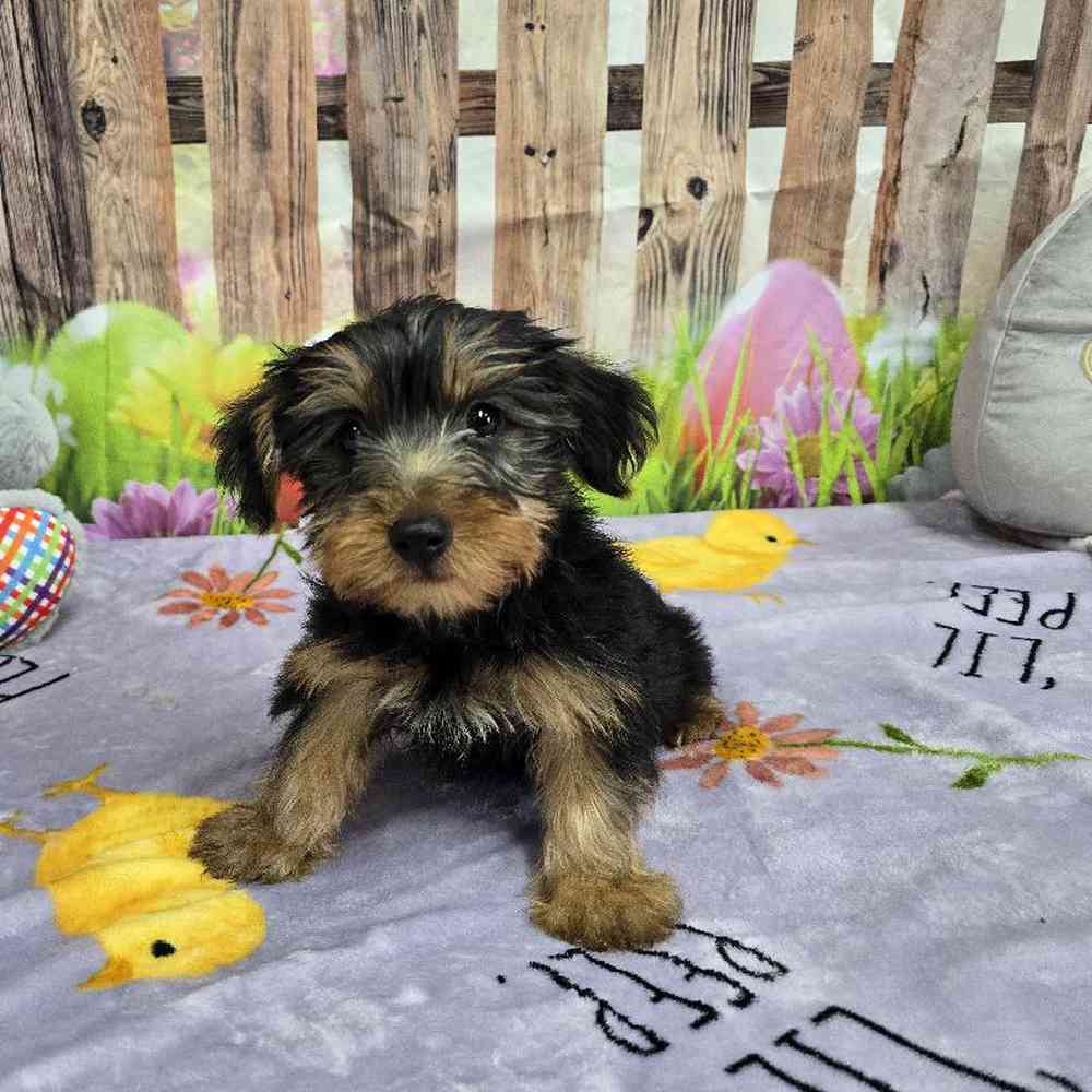 Image of a pet breed in the gallery