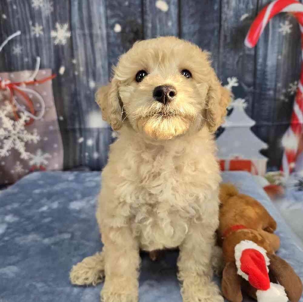 Male Mini Goldendoodle Puppy for Sale in Virginia Beach, VA