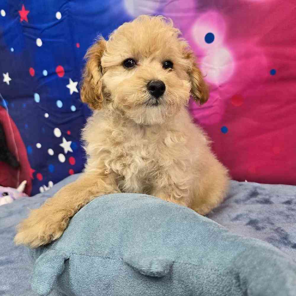 Male Poodle Puppy for Sale in Virginia Beach, VA