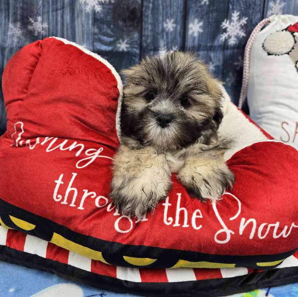 Male Lhasa Apso Puppy for Sale in Virginia Beach, VA