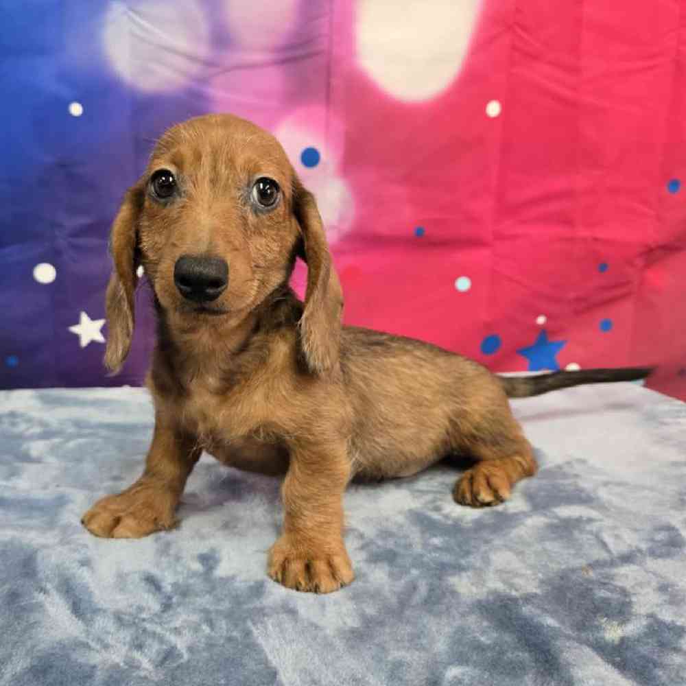 Male Dachshund Puppy for Sale in Virginia Beach, VA