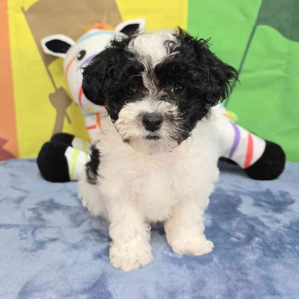 Male Maltipoo Puppy for Sale in Virginia Beach, VA