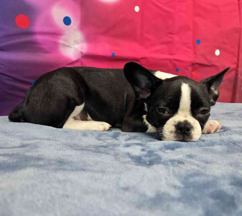 Female Frenchton Puppy for Sale in Virginia Beach, VA