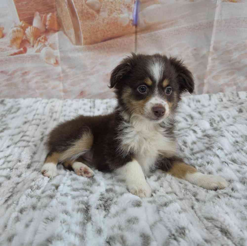 Female Mini Aussie Puppy for Sale in Virginia Beach, VA