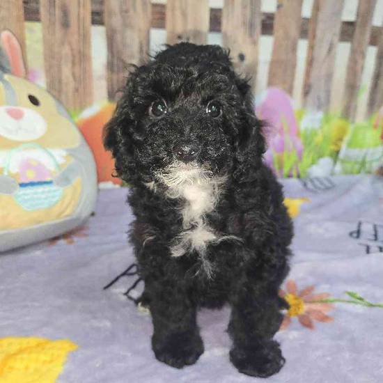 Mini Poodle
