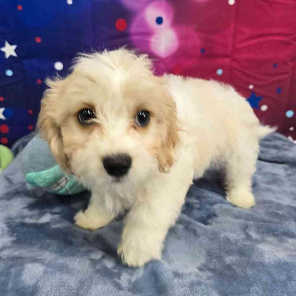 Female Cavachon Puppy for Sale in Virginia Beach, VA