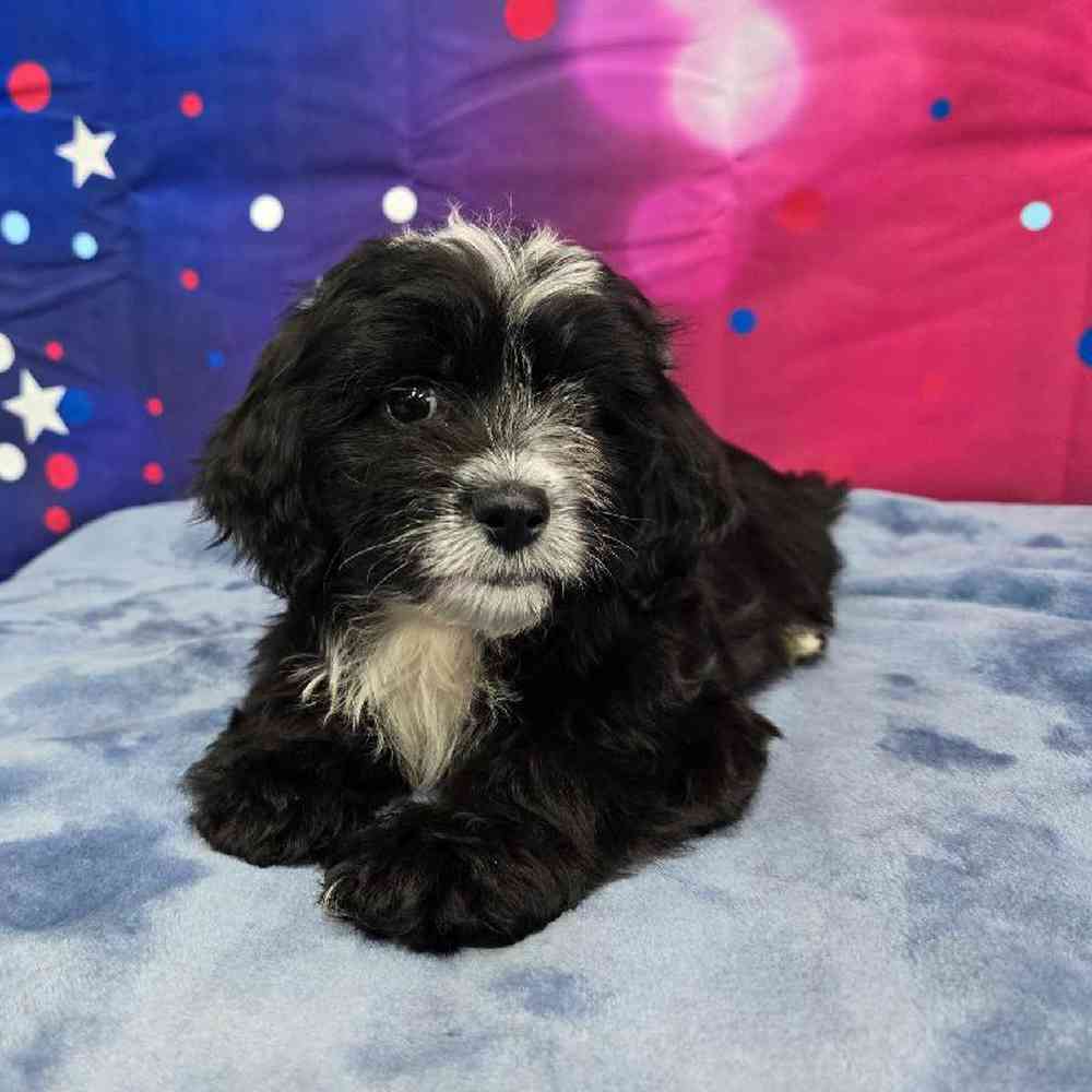 Female Shipoo Puppy for Sale in Virginia Beach, VA