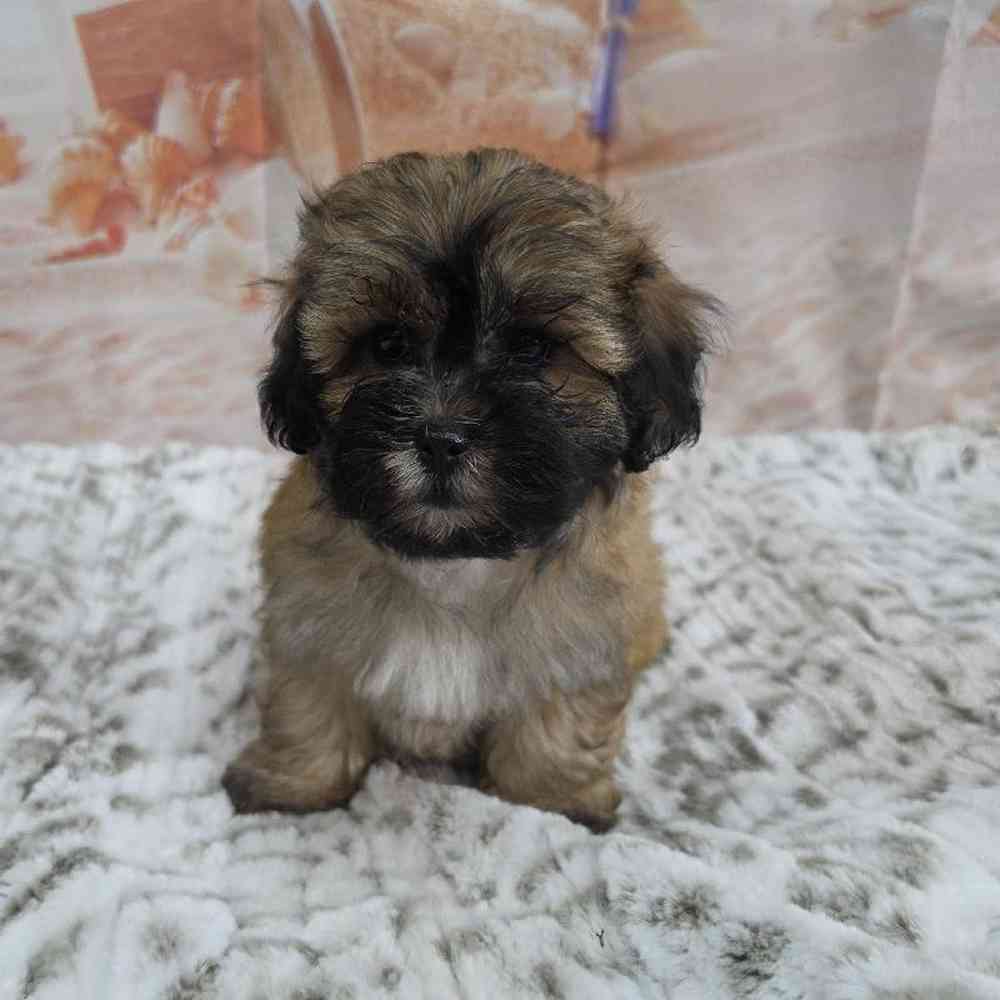 Male Bichonpoo Puppy for Sale in Virginia Beach, VA