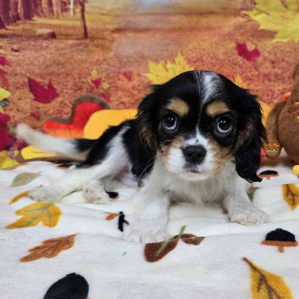 Male Cavalier King Charles Spaniel Puppy for Sale in Virginia Beach, VA