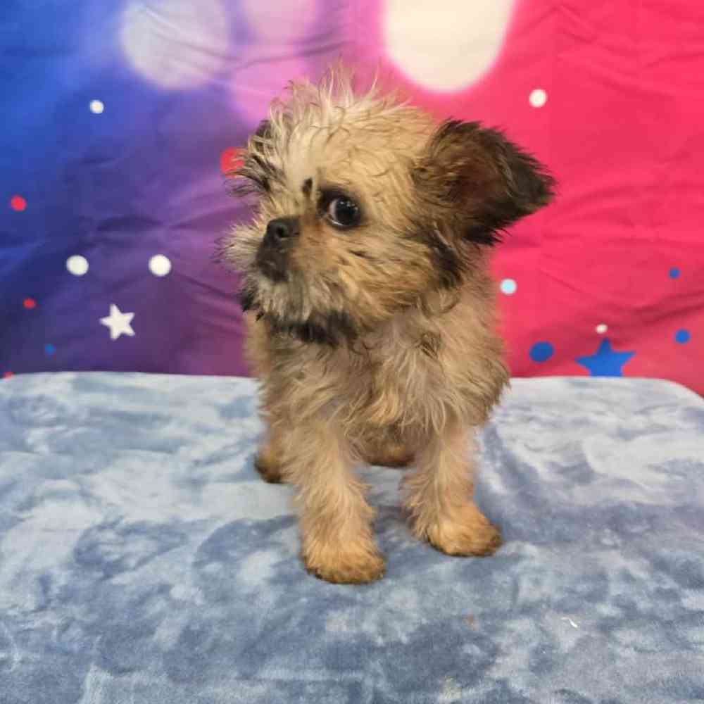 Male Brussels Griffon Puppy for Sale in Virginia Beach, VA