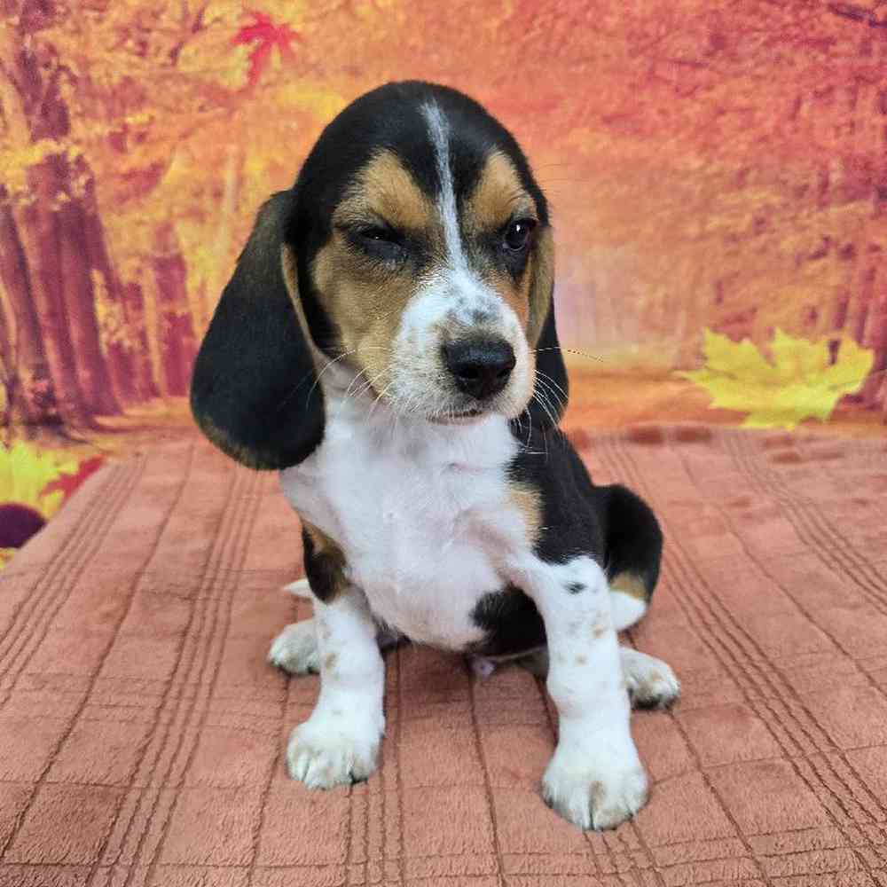 Male Beagle Puppy for Sale in Virginia Beach, VA