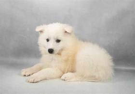 American Eskimo