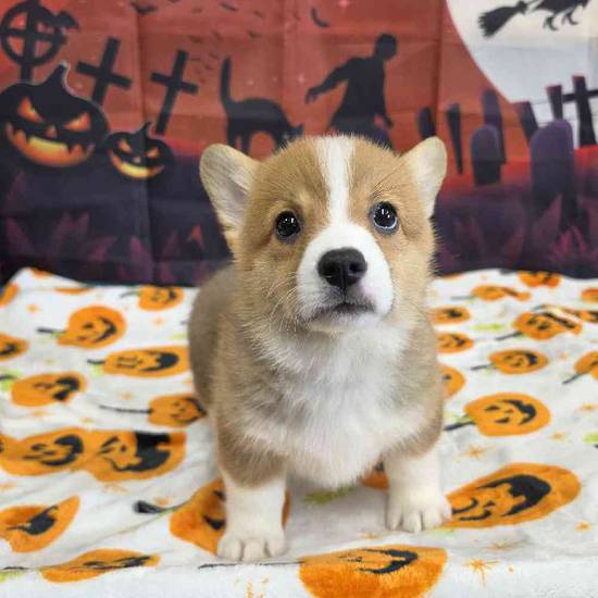 Pembroke Welsh Corgi