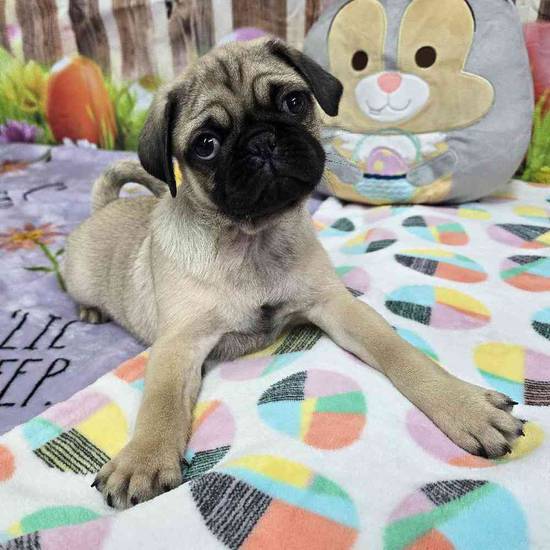 Pug