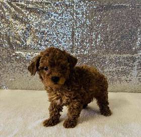 Mini Poodle