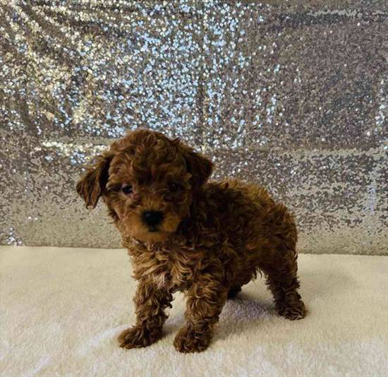 Mini Poodle