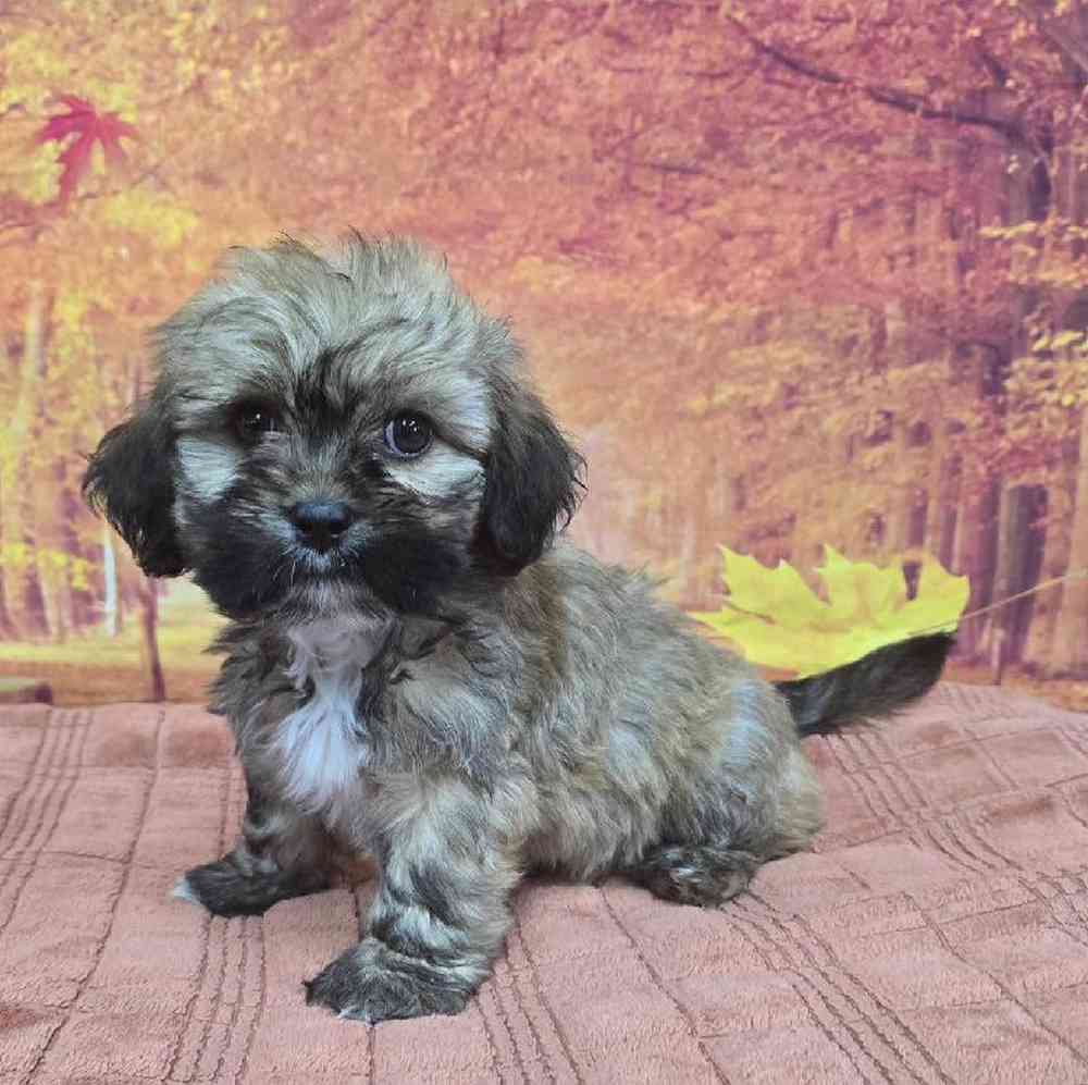 Male Lhasa Apso Puppy for Sale in Virginia Beach, VA