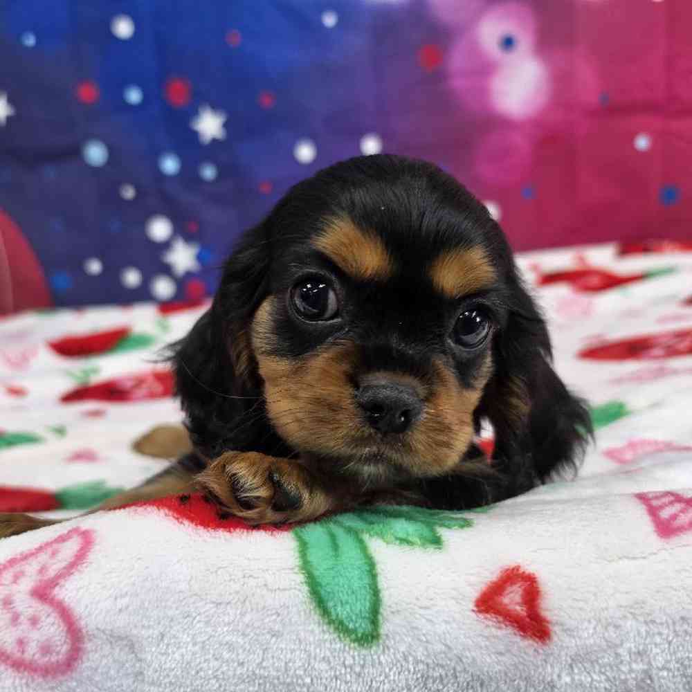 Male Cavalier King Charles Spaniel Puppy for Sale in Virginia Beach, VA