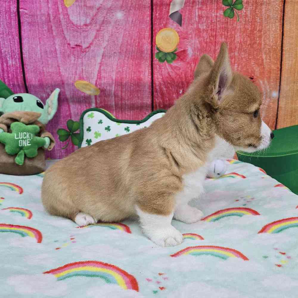 Male Pembroke Welsh Corgi Puppy for Sale in Virginia Beach, VA
