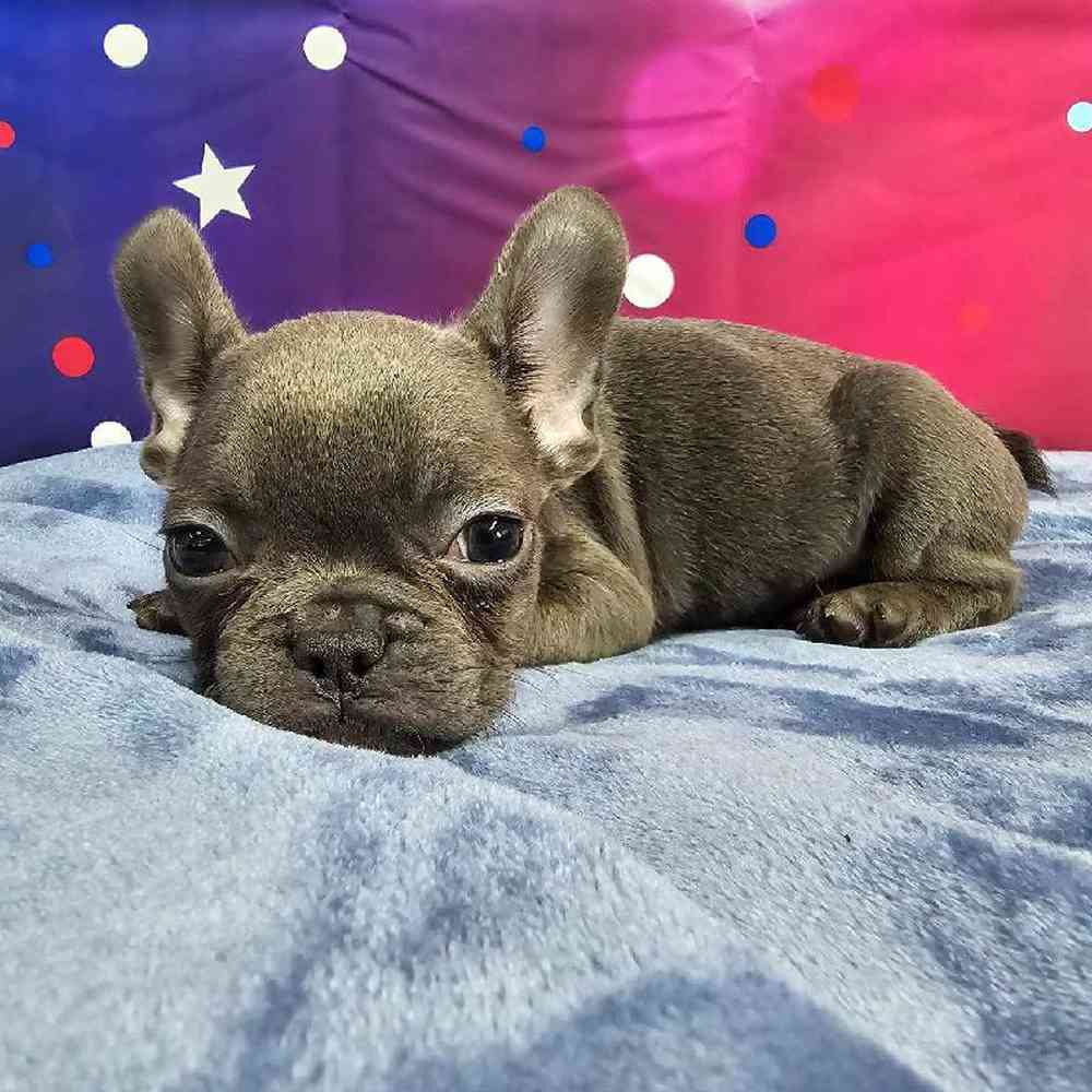 Female French Bulldog Puppy for Sale in Virginia Beach, VA