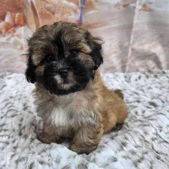 Bichonpoo