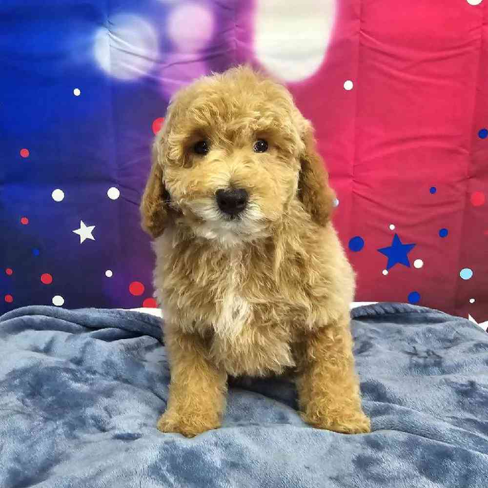 Male Mini Poodle Puppy for Sale in Virginia Beach, VA