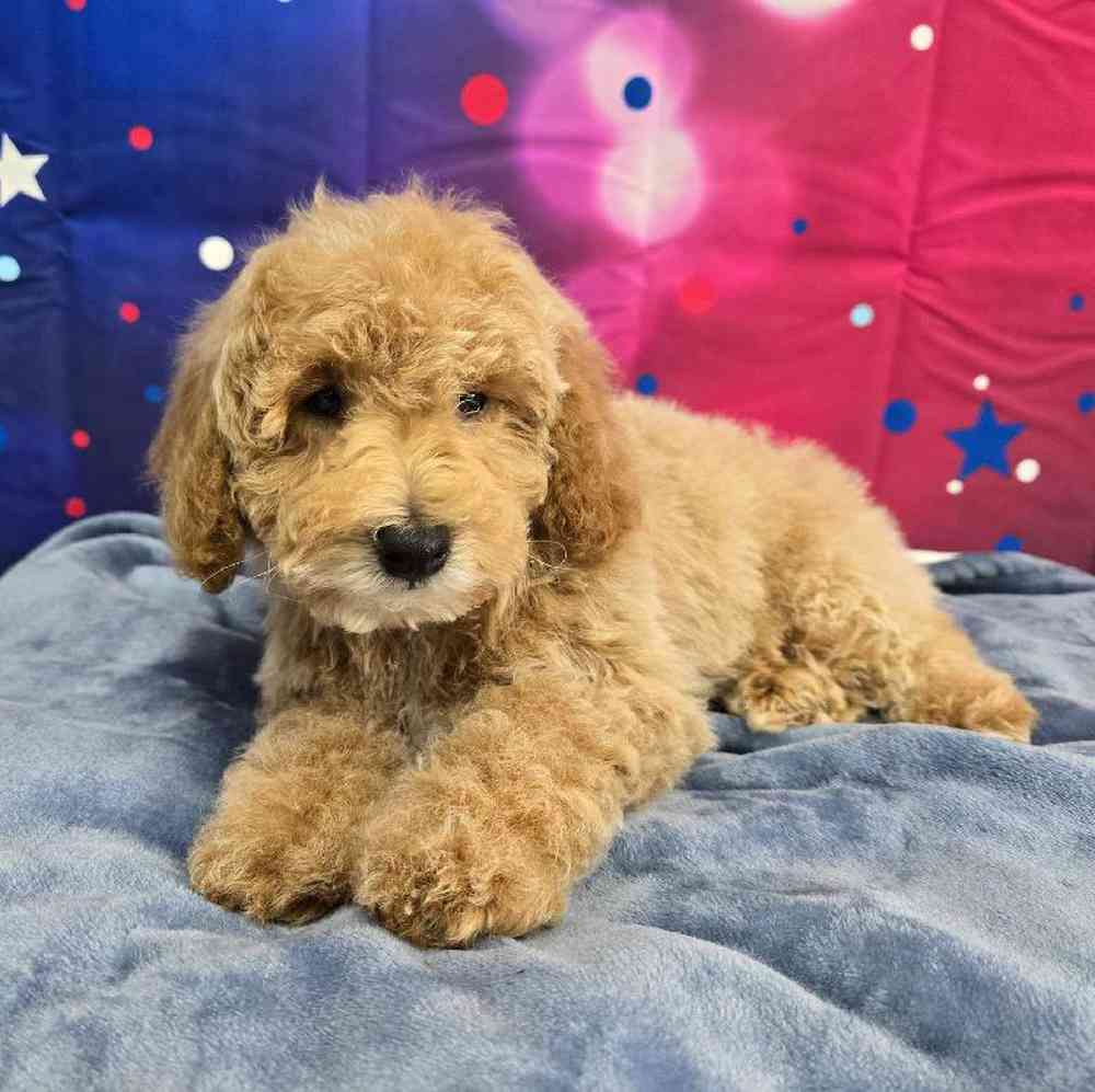 Male Mini Poodle Puppy for Sale in Virginia Beach, VA