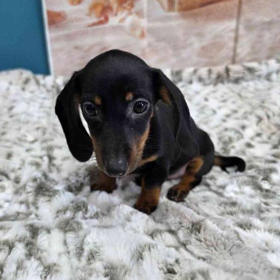 Dachshund