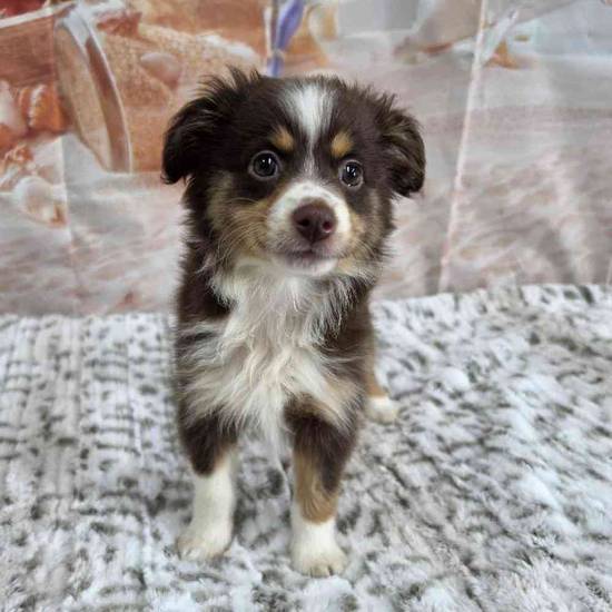 Mini Aussie