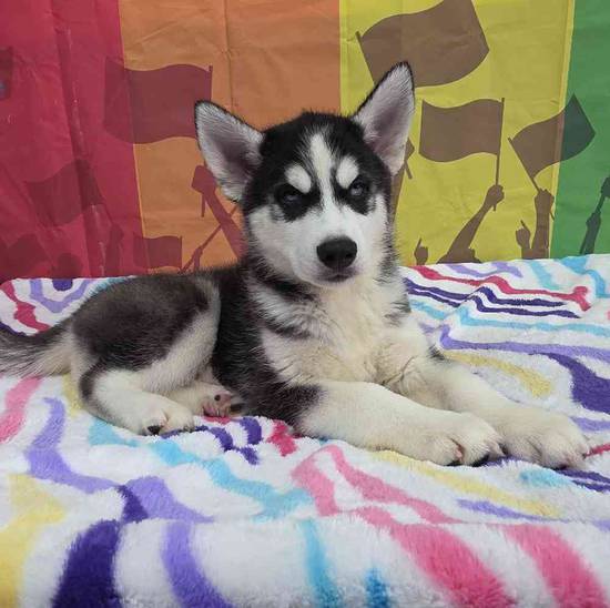 Siberian Husky
