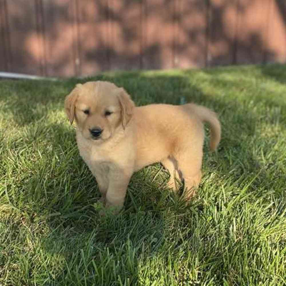 Male Golden Retriever Puppy for Sale in Virginia Beach, VA