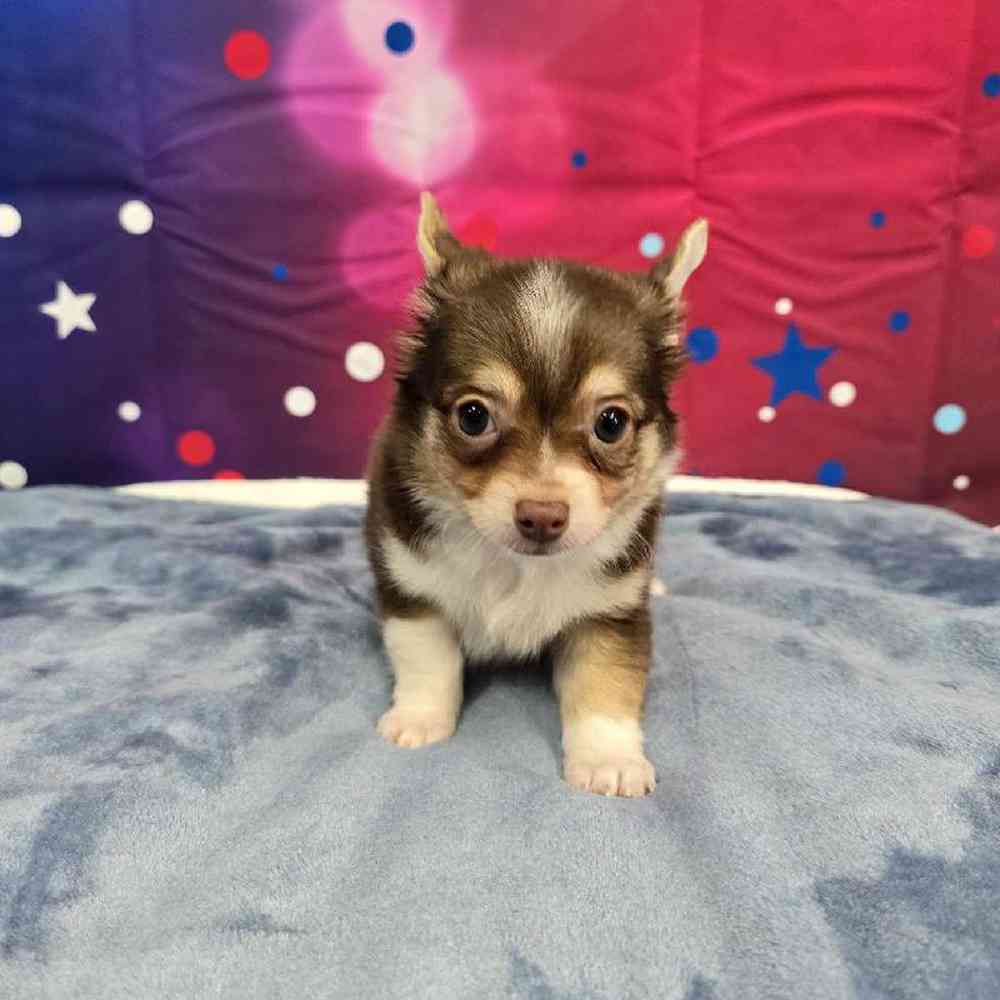 Male Chihuahua Puppy for Sale in Virginia Beach, VA