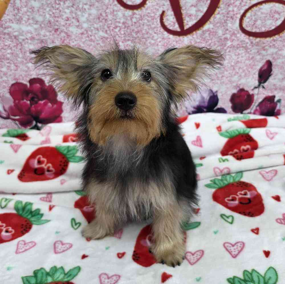 carousel pet images